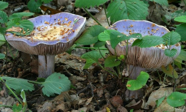 pavučinovec modrý Cortinarius caerulescens (Schaeff.) Fr.