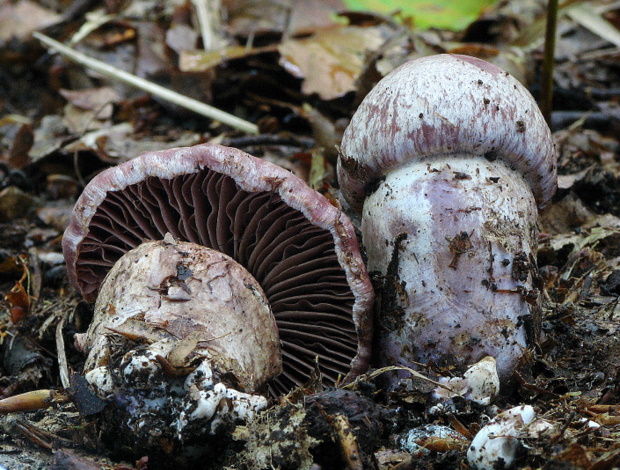 pavučinovec Cortinarius sp.