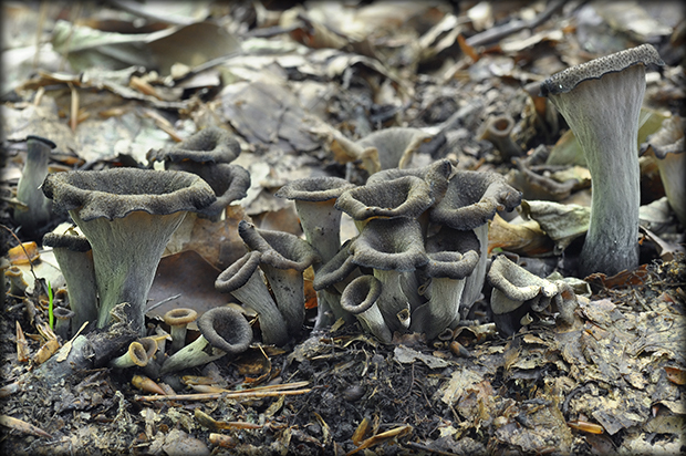 lievik trúbkovitý Craterellus cornucopioides (L.) Pers.