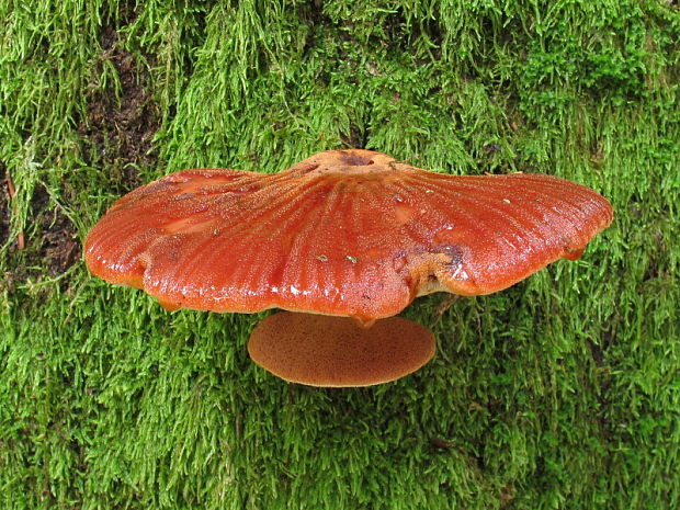 pečeňovec dubový Fistulina hepatica (Schaeff.) With.