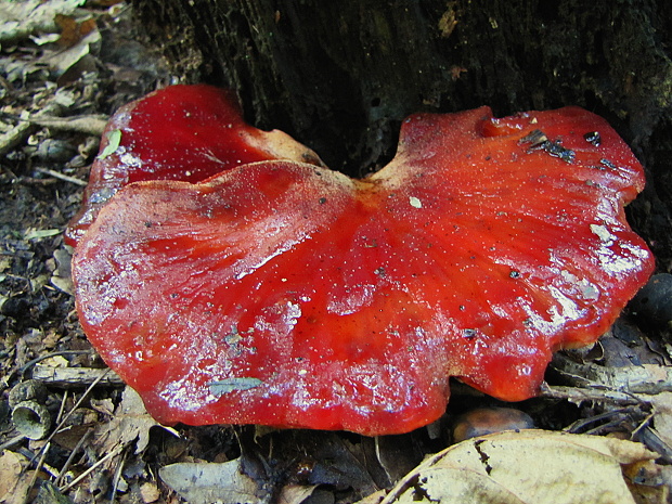 pečeňovec dubový Fistulina hepatica (Schaeff.) With.