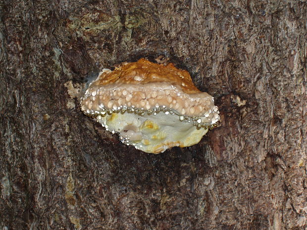 práchnovček pásikavý Fomitopsis pinicola (Sw.) P. Karst.