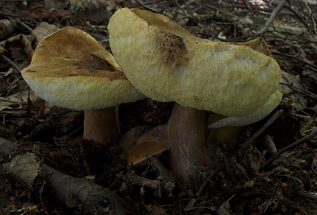 hríbnik gaštanovohnedý Gyroporus castaneus (Bull.) Quél.