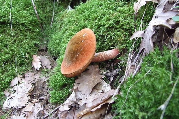 suchohríb karmínový Hortiboletus rubellus (Krombh.) Simonini, Vizzini & Gelardi