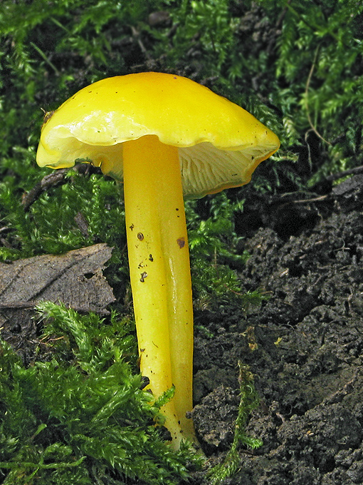 lúčnica citrónovožltá Hygrocybe chlorophana (Fr.) Wünsche