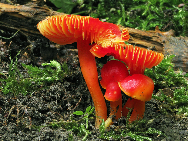 lúčnica šarlátová Hygrocybe coccinea (Schaeff.) P. Kumm.