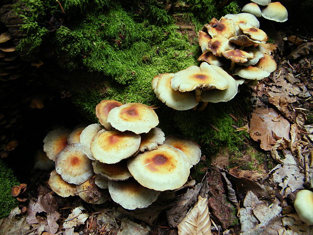 strapcovka zväzkovitá Hypholoma fasciculare (Huds.) P. Kumm.