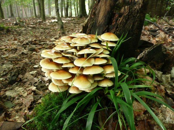 strapcovka Hypholoma sp.