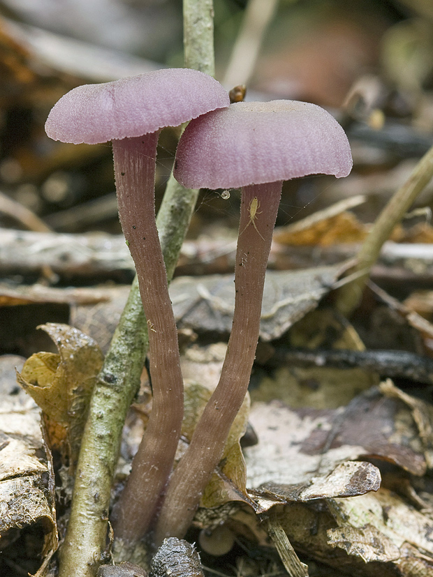 lakovka ametystová Laccaria amethystina (Huds.) Cooke