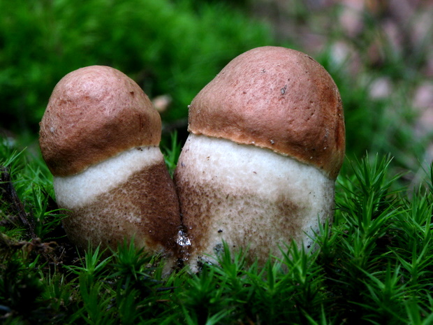 kozák dubový Leccinum aurantiacum (Bull.) Gray