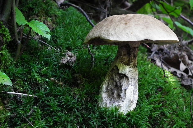 kozák hrabový Leccinum carpini (Bull. ex Fr.) S. F. Gray