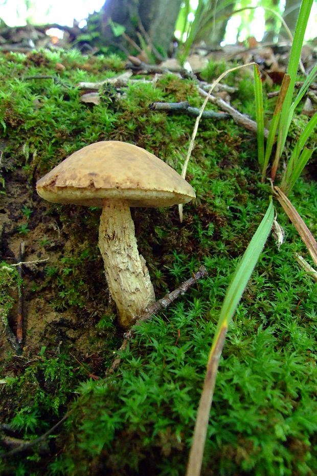 kozák hrabový Leccinum pseudoscabrum (Kallenb.) Šutara