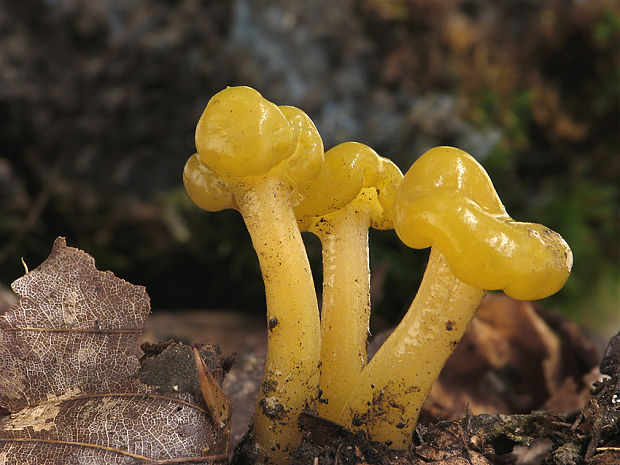 klincovka slizká Leotia lubrica (Scop.) Pers.