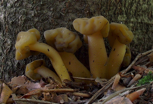 klincovka slizká Leotia lubrica (Scop.) Pers.