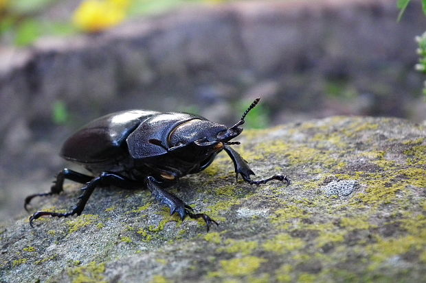 roháč veľký Lucanus cervus