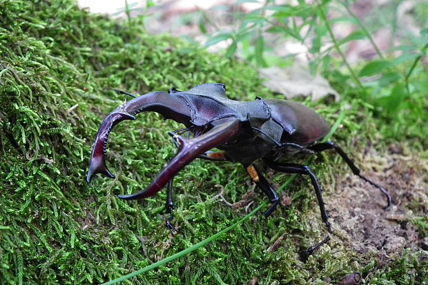 roháč veľký Lucanus cervus