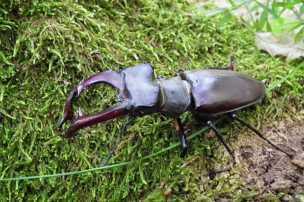 roháč veľký Lucanus cervus