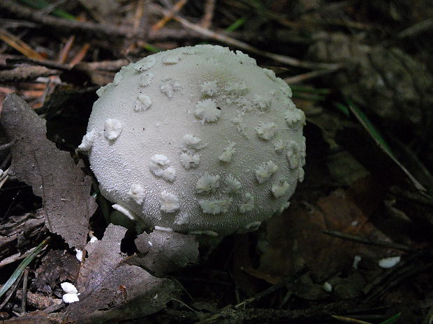 prášnica závojová Lycoperdon mammiforme Pers.