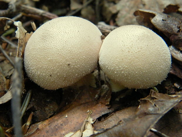 prášnica bradavičnatá Lycoperdon perlatum Pers.