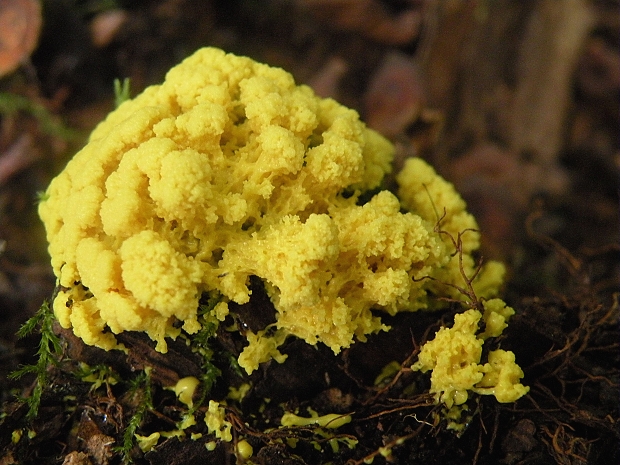 slizovka Myxomycetes