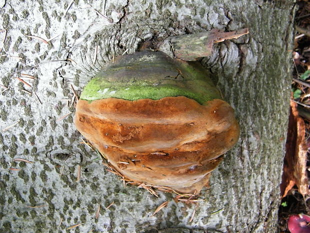 ohňovec Hartigov Phellinus hartigii (Allesch. & Schnabl) Pat.