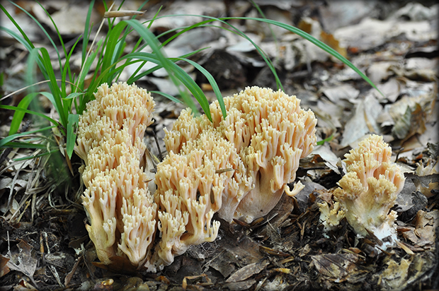 strapačka Ramaria sp.