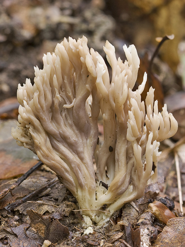 strapačka Ramaria sp.