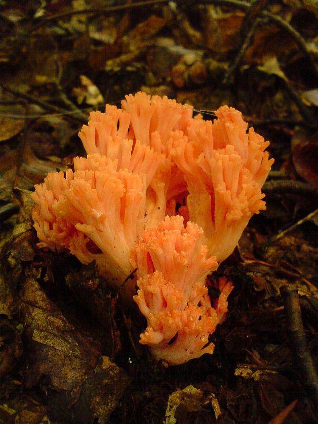 strapačka lososovoružová Ramaria subbotrytis (Coker) Corner