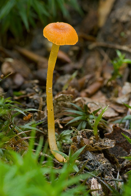 machovček oranžový Rickenella fibula (Bull.) Raithelh.