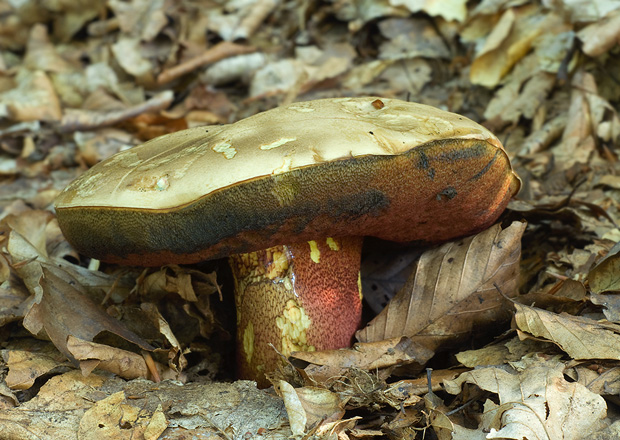 hríb purpurový Rubroboletus rhodoxanthus Kuan Zhao &amp; Zhu L. Yang