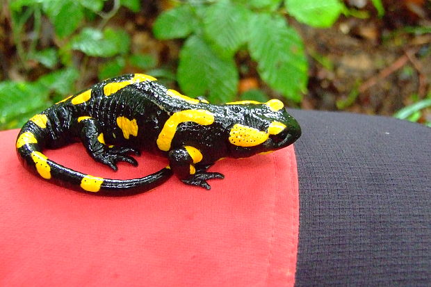 salamandra škvrnitá Salamandra salamandra