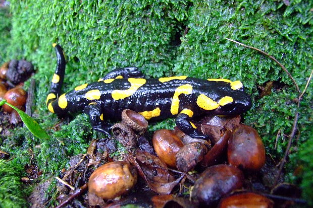 salamandra škvrnitá Salamandra salamandra