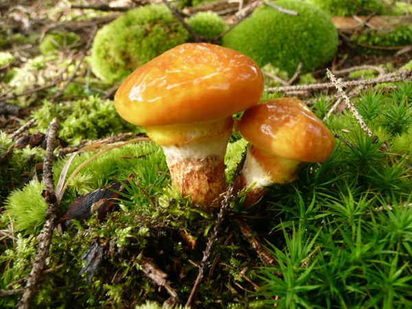 masliak smrekovcový Suillus grevillei (Klotzsch) Singer