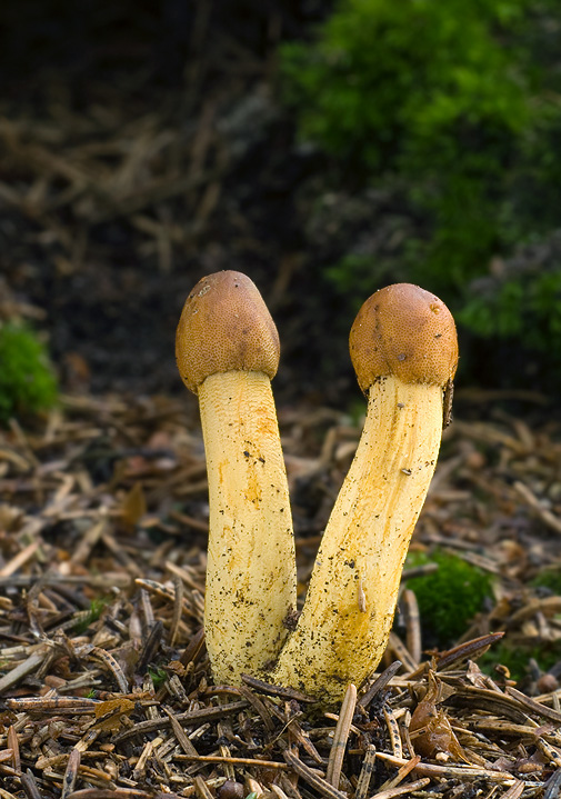 žezlovka hlavičkatá  Tolypocladium capitatum (Holmsk.) Quandt, Kepler & Spatafora