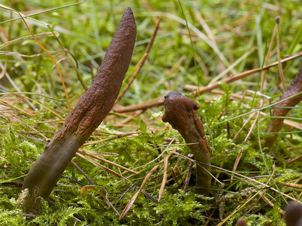 žezlovka srnková Tolypocladium ophioglossoides (J.F. Gmel.) Quandt, Kepler & Spatafora