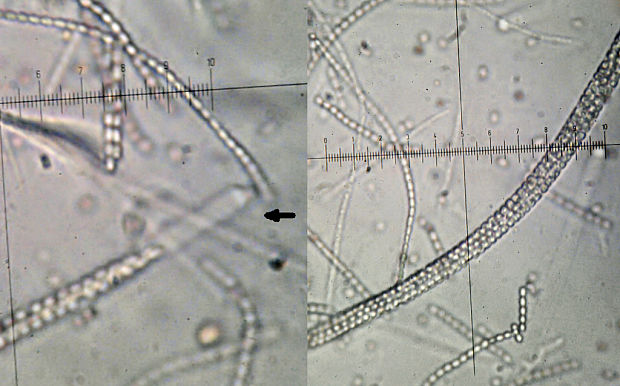 žezlovka srnková Tolypocladium ophioglossoides (J.F. Gmel.) Quandt, Kepler & Spatafora