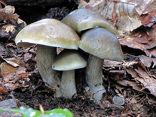 čírovka mydlová? Tricholoma saponaceum? (Fr.) Kumm.