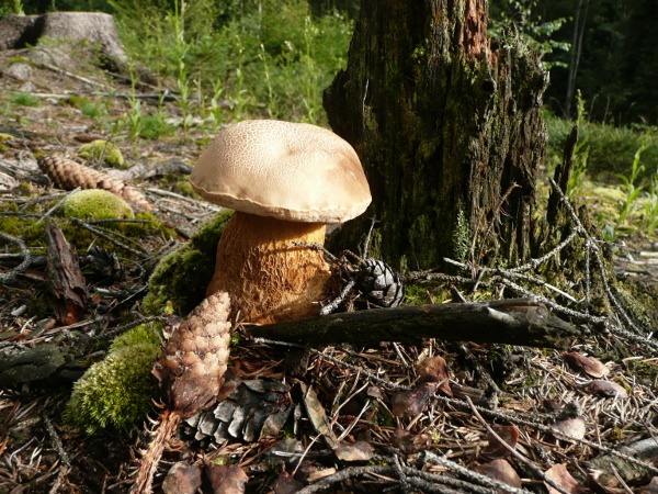 podhríb žlčový Tylopilus felleus (Bull.) P. Karst.