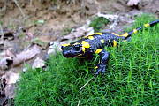 salamandra škvrnitá