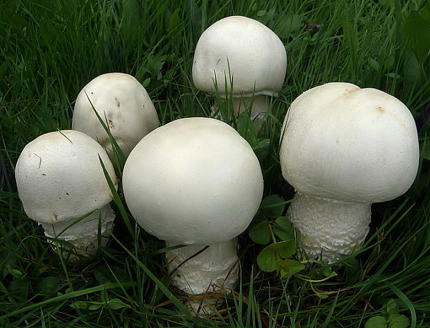 pečiarka šupinkatá Agaricus squamulifer (F.H. Møller) Pilát