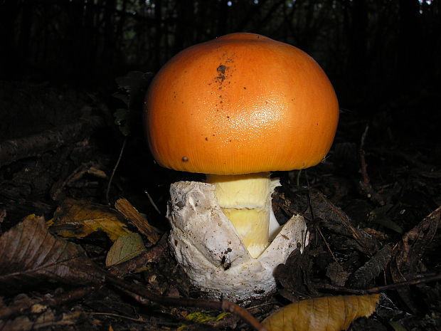 muchotrávka cisárska Amanita caesarea (Scop.) Pers.