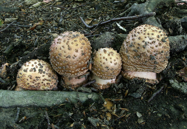 muchotrávka červenkastá Amanita rubescens Pers.