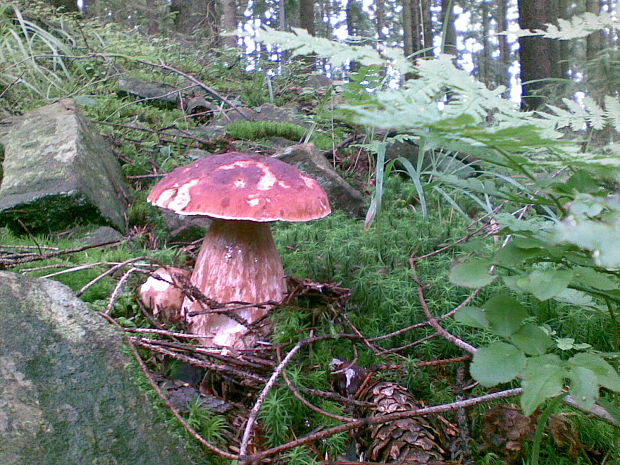 hríb smrekový Boletus edulis Bull.