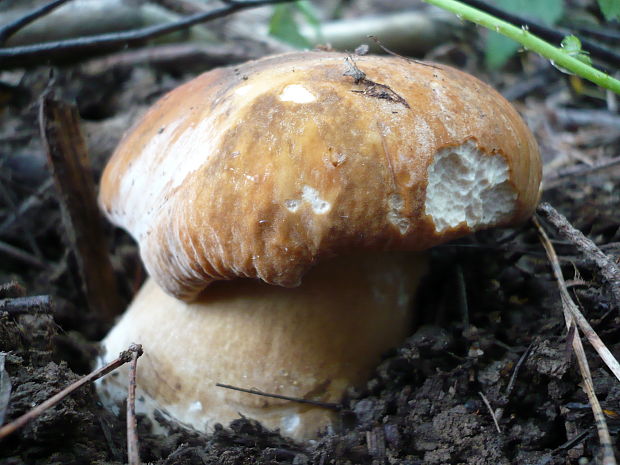 hríb sosnový Boletus pinophilus Pil. et Dermek in Pil.