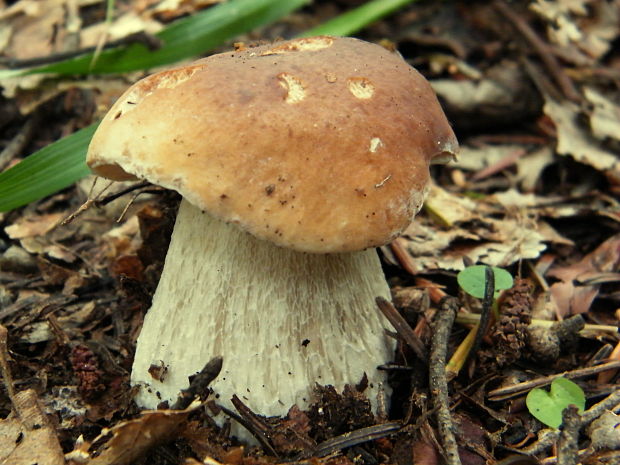 hríb dubový Boletus reticulatus Schaeff.