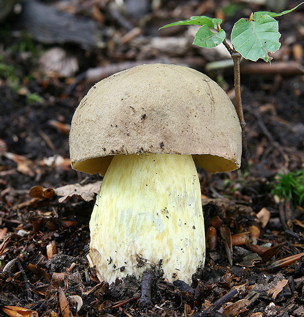 hríb striebristý Butyriboletus fechtneri (Velen.) D. Arora & J.L. Frank