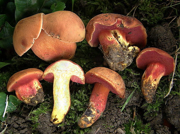 rubínovec obyčajný Chalciporus rubinus (W.G. Sm.) Singer