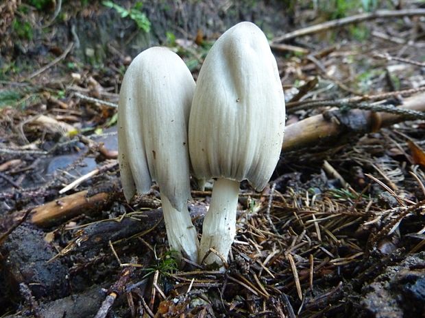 hnojník statný Coprinopsis acuminata (Romagn.) Redhead, Vilgalys & Moncalvo