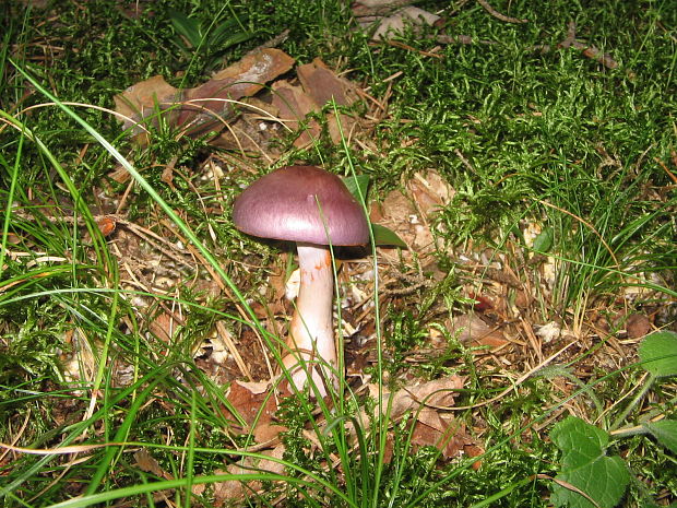 pavučinovec fialový fialový Cortinarius violaceus (L.) Gray