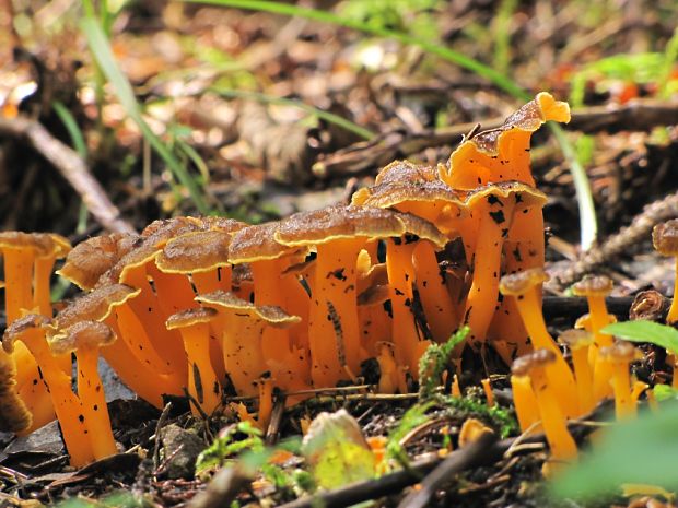 kuriatko lievikovité Craterellus tubaeformis (Fr.) Quél.